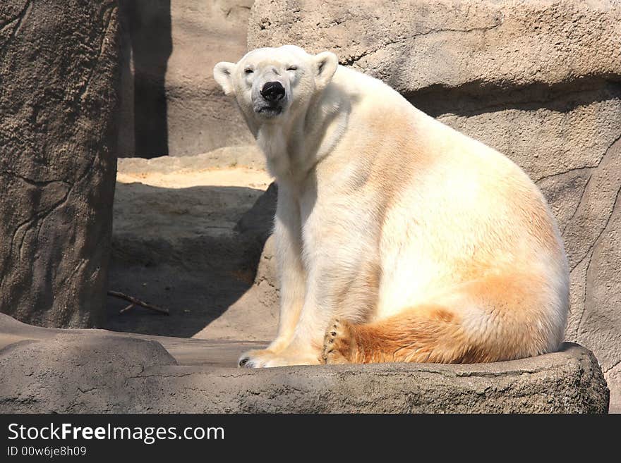 Polar Bear