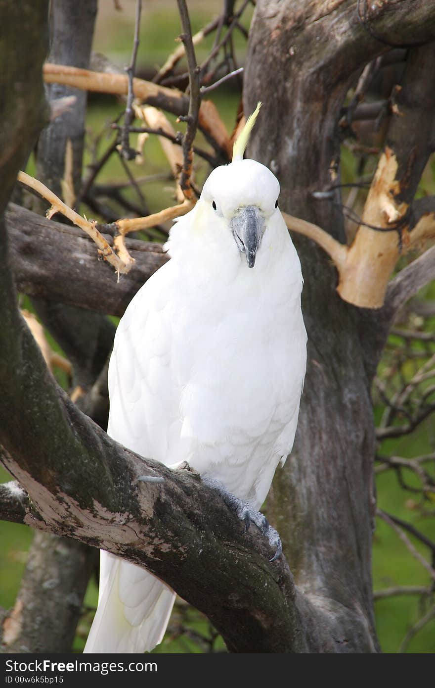 A pure white cockatoo perched on a wooden branch looking at you