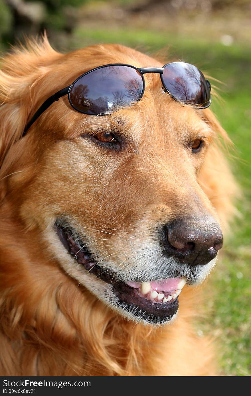 Golden Retriever With Shades