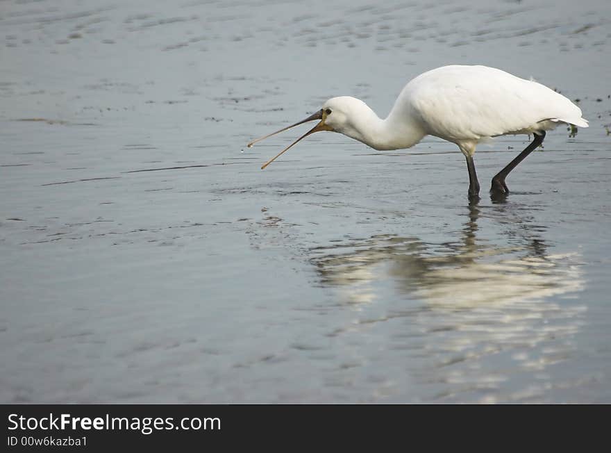 Common spoonbill