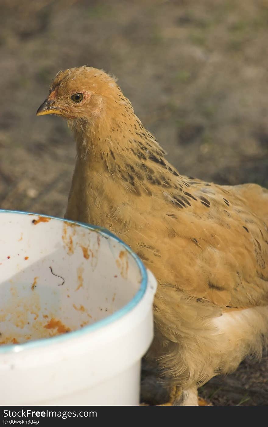 Brown chicken looking for food inside a plastic bucket