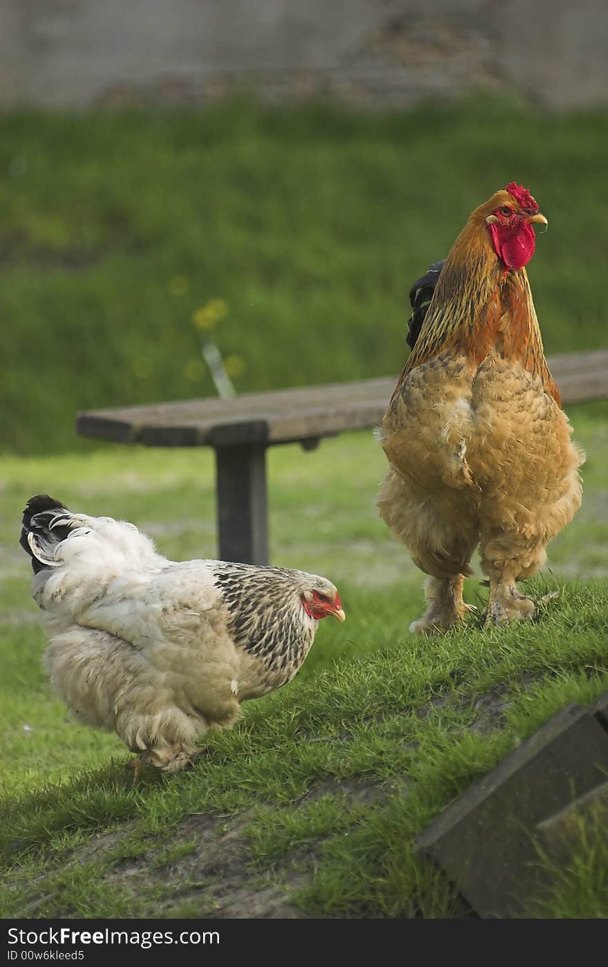 A brown rooster and a hen standing on a side of a hill