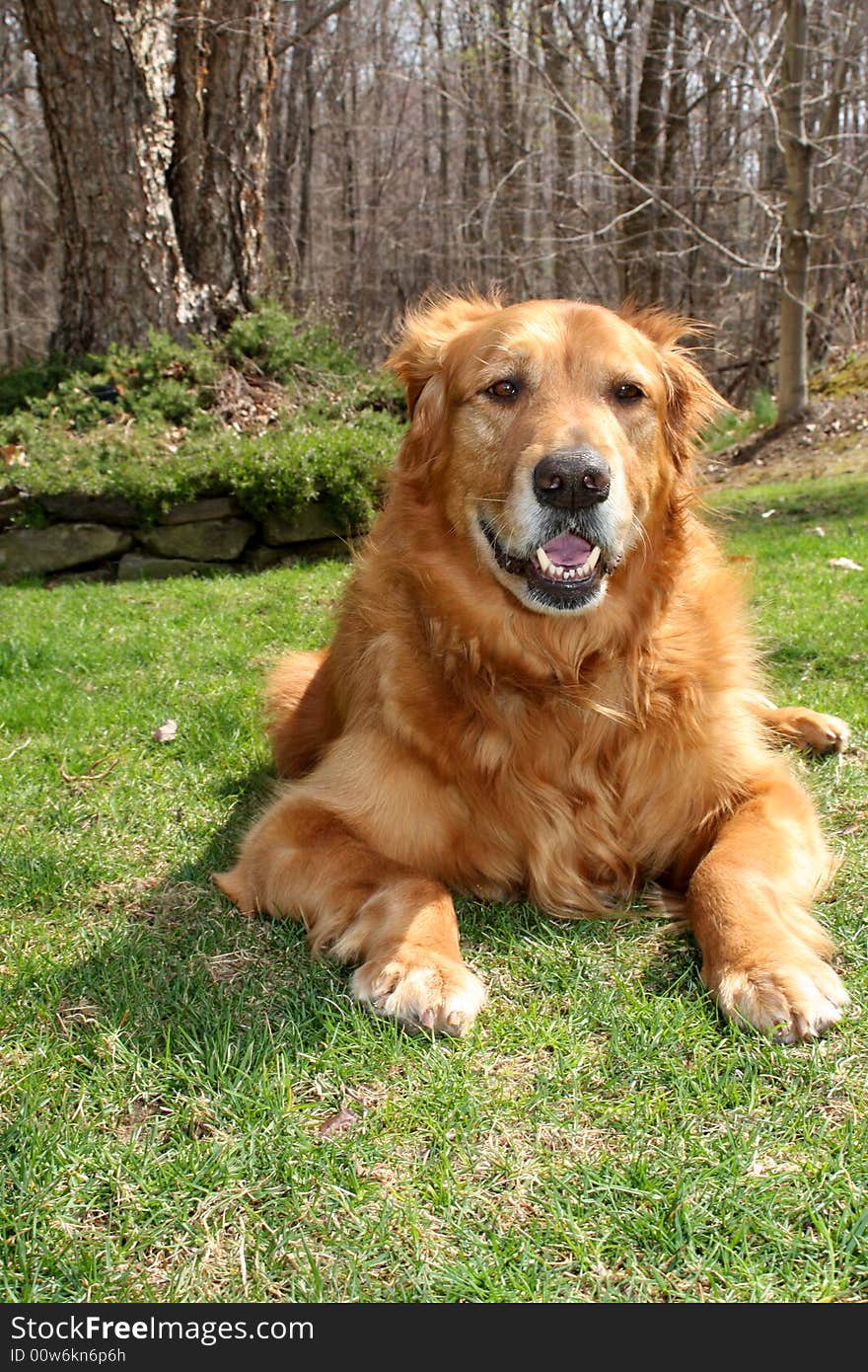 Golden retriever relaxing on a beautiful spring day