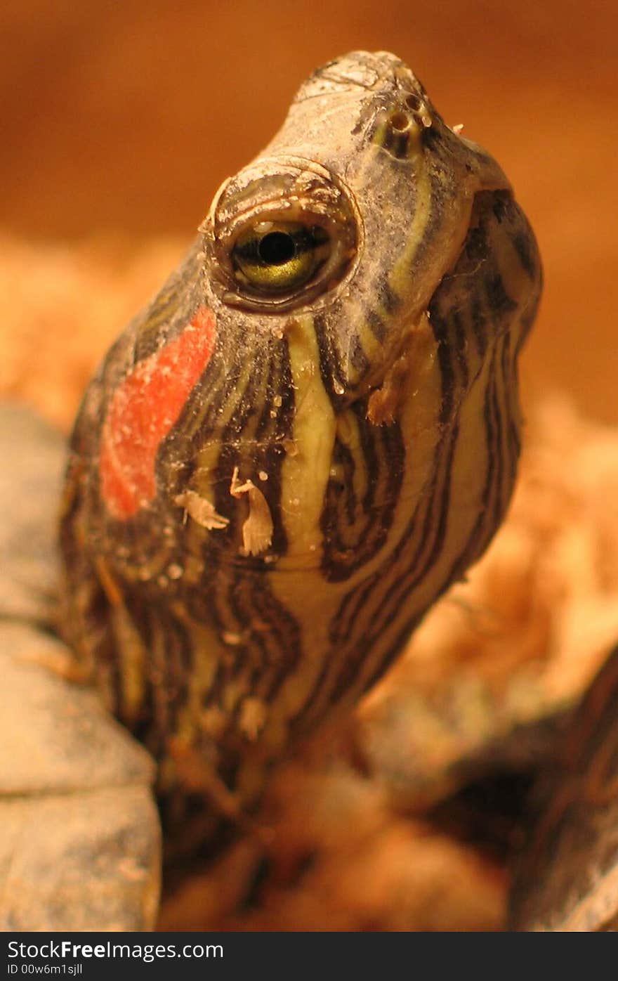 Head of a turtle in the warm light