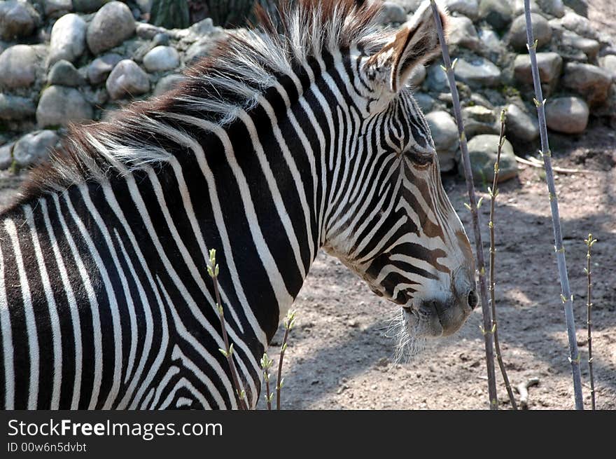 Black White Zebra