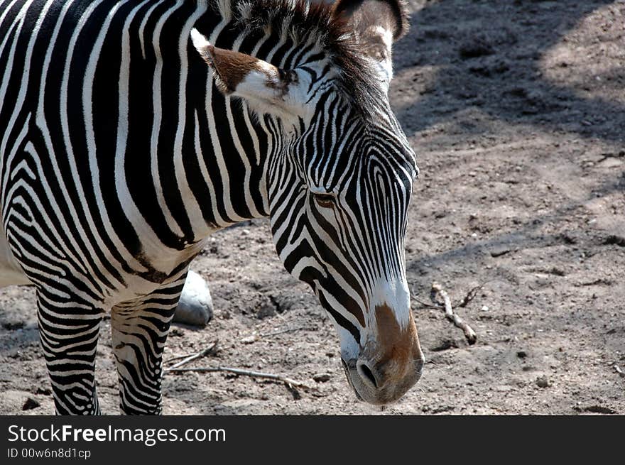 Black White Zebra