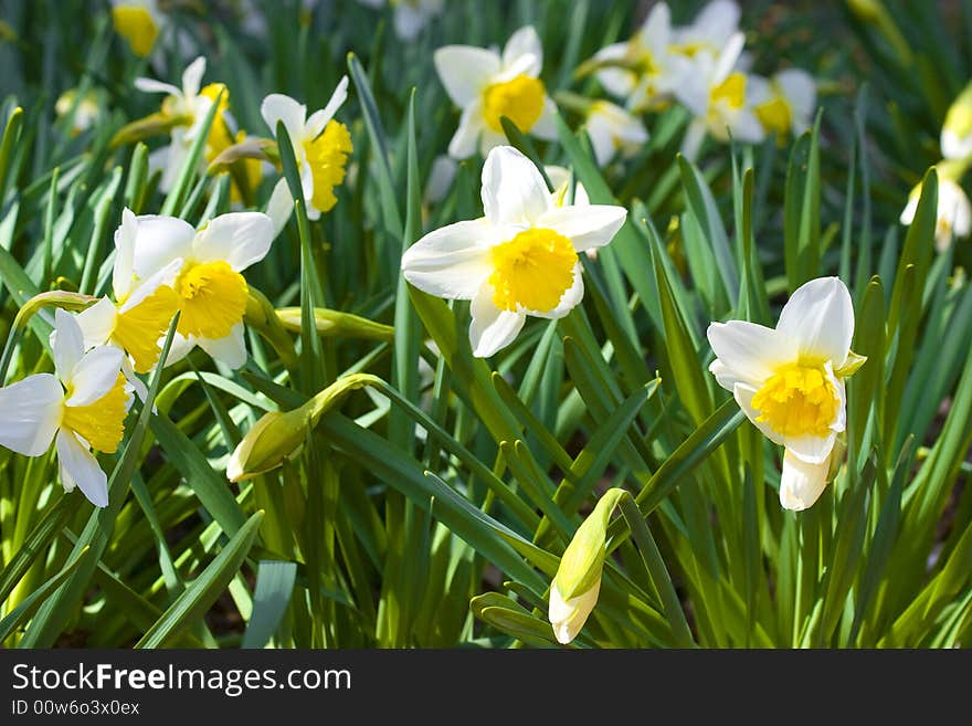 Fresh spring daffodils in the sun