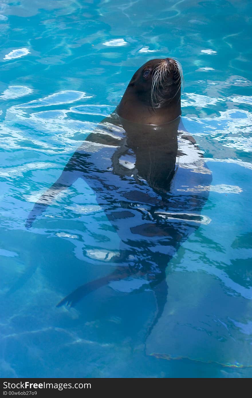 A seal in a pool