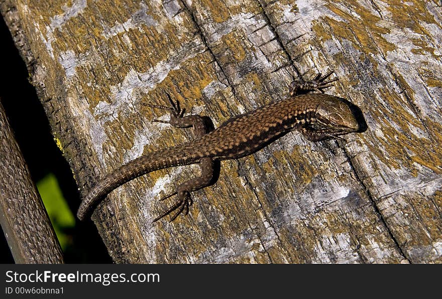 Lizard on an old piece of wood. Lizard on an old piece of wood