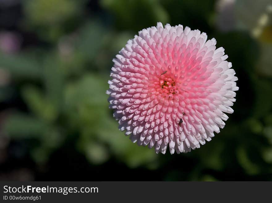 Pink Flower