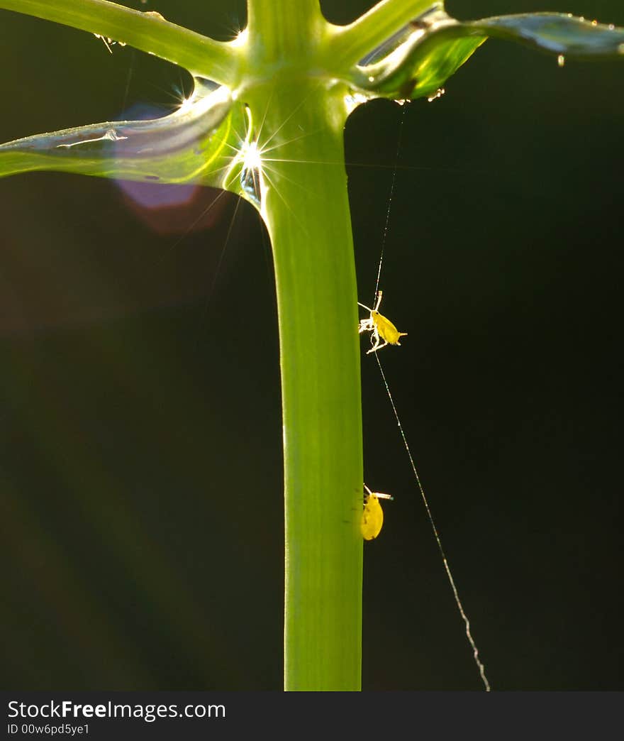 Backlit bug climbing on a plant. Backlit bug climbing on a plant