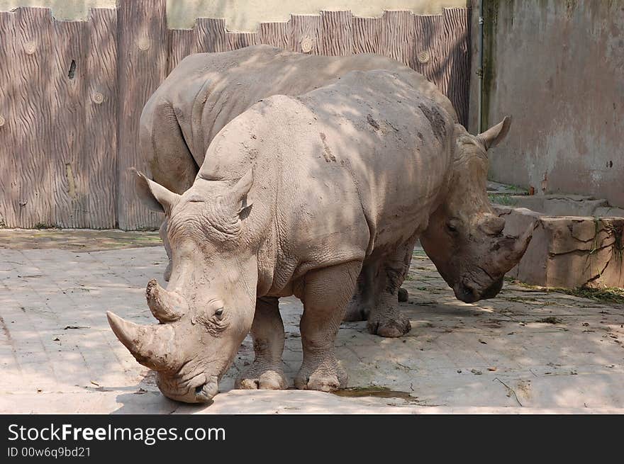 A pair of rhinoceros in a zoo