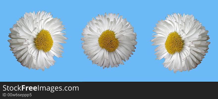 Three daisies isolated on blue background. Three daisies isolated on blue background