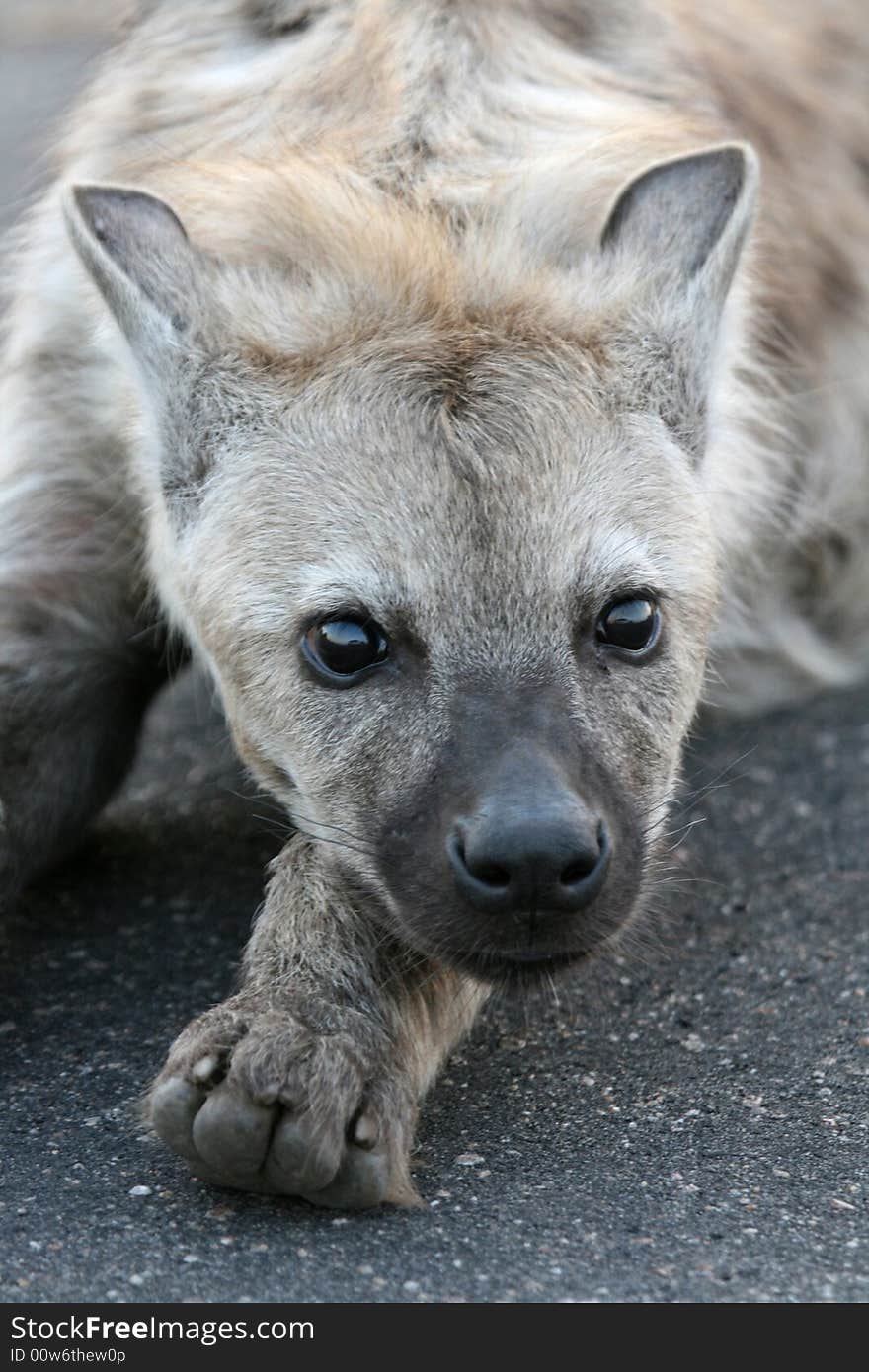 Close up of Hyena cubs face.