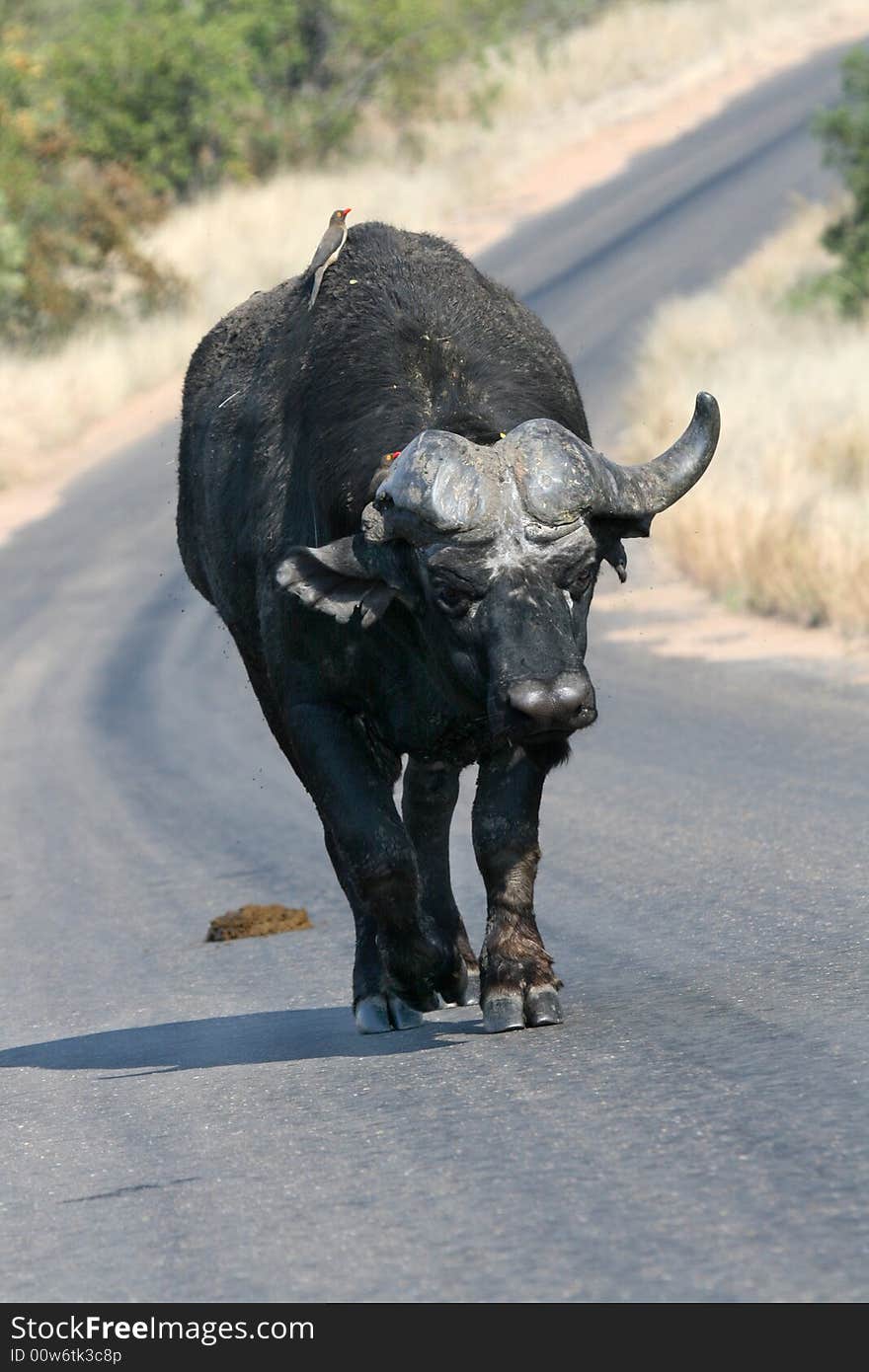 Old Buffalo Bull