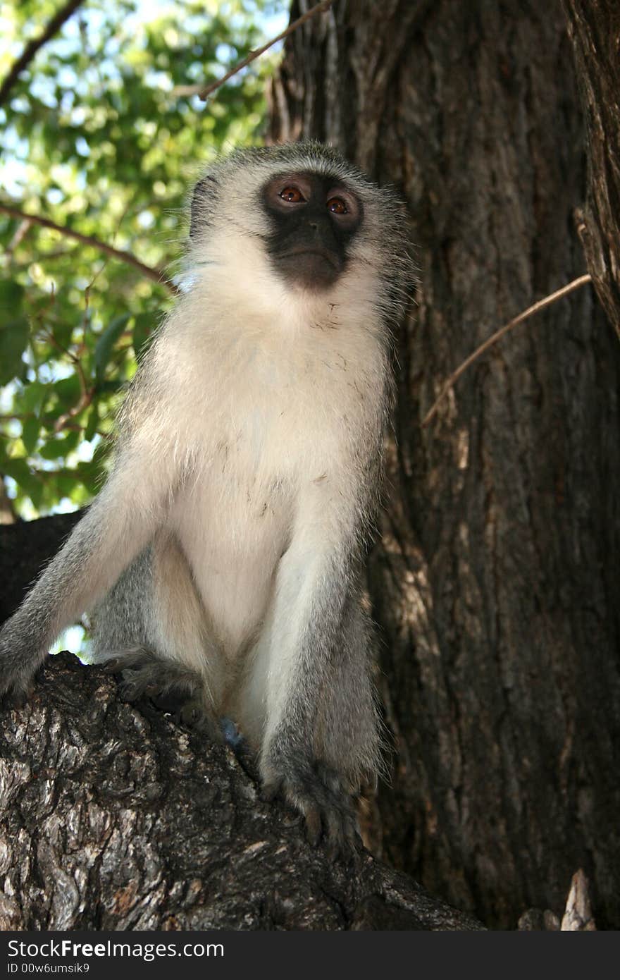 Vervet Monkey