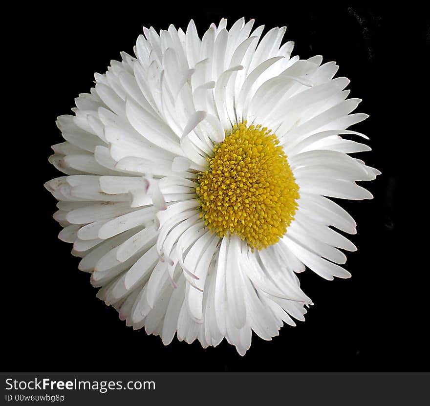 One daisy isolated on black background