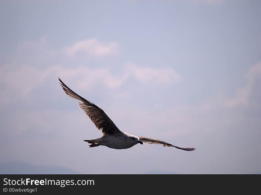 Seagull fly away in the sky