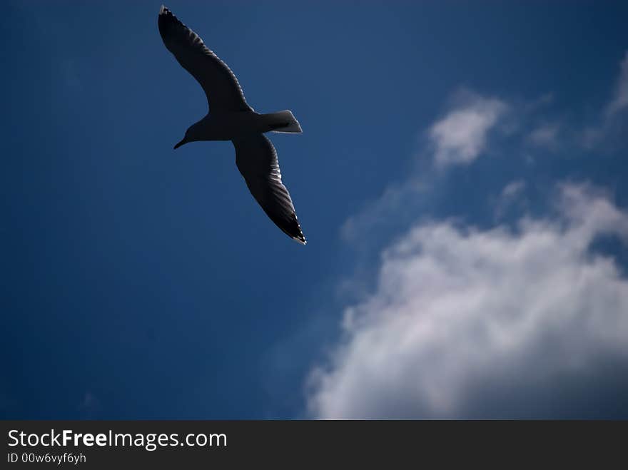 Seagull fly away in the sky