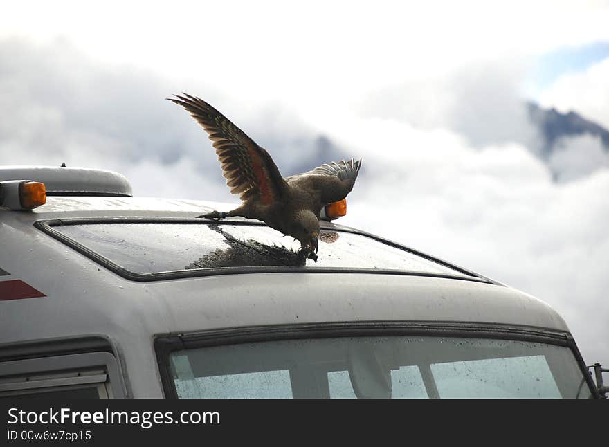 Kea