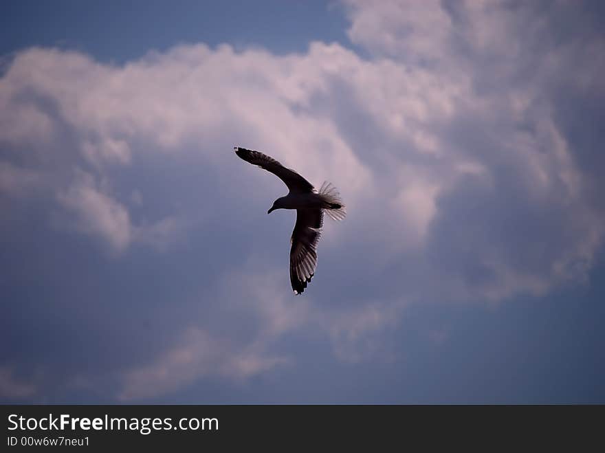 Seagull fly away in the sky