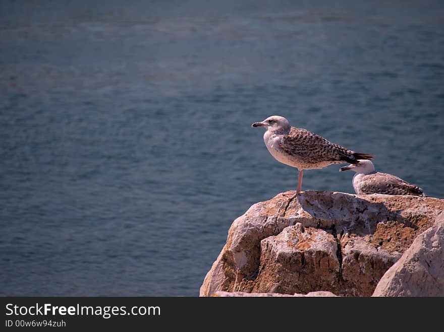 Seagull will away in the sky