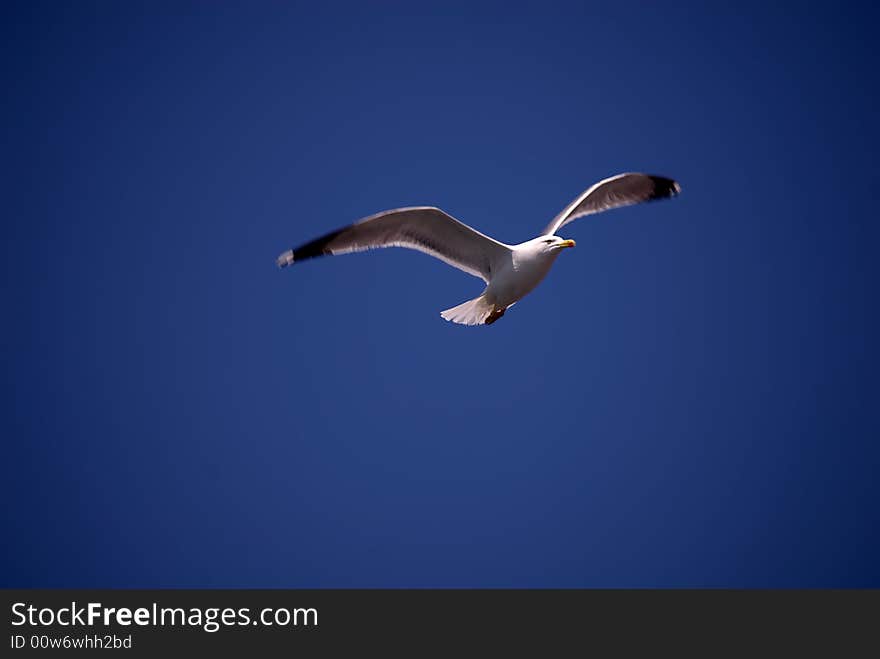 Seagull fly away in the sky