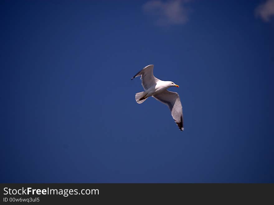 Seagull fly away in the sky