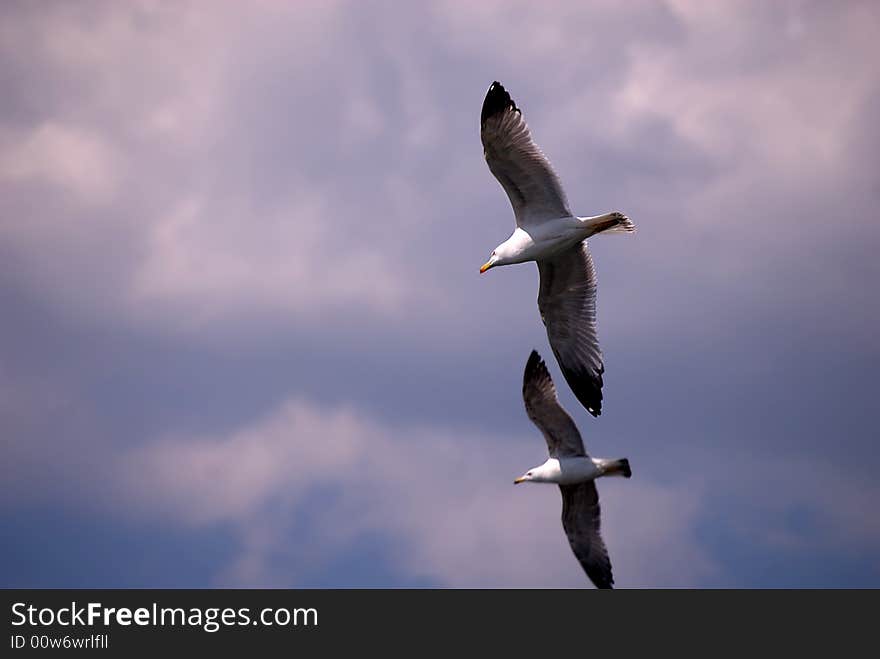 Seagull fly away in the sky