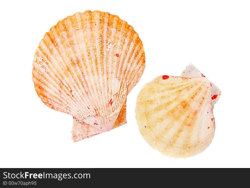 Two shells of mollusk on white