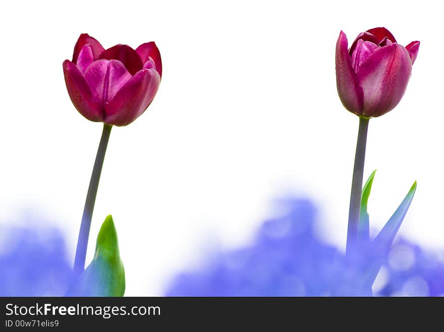 Still life with beautiful two flower tulip