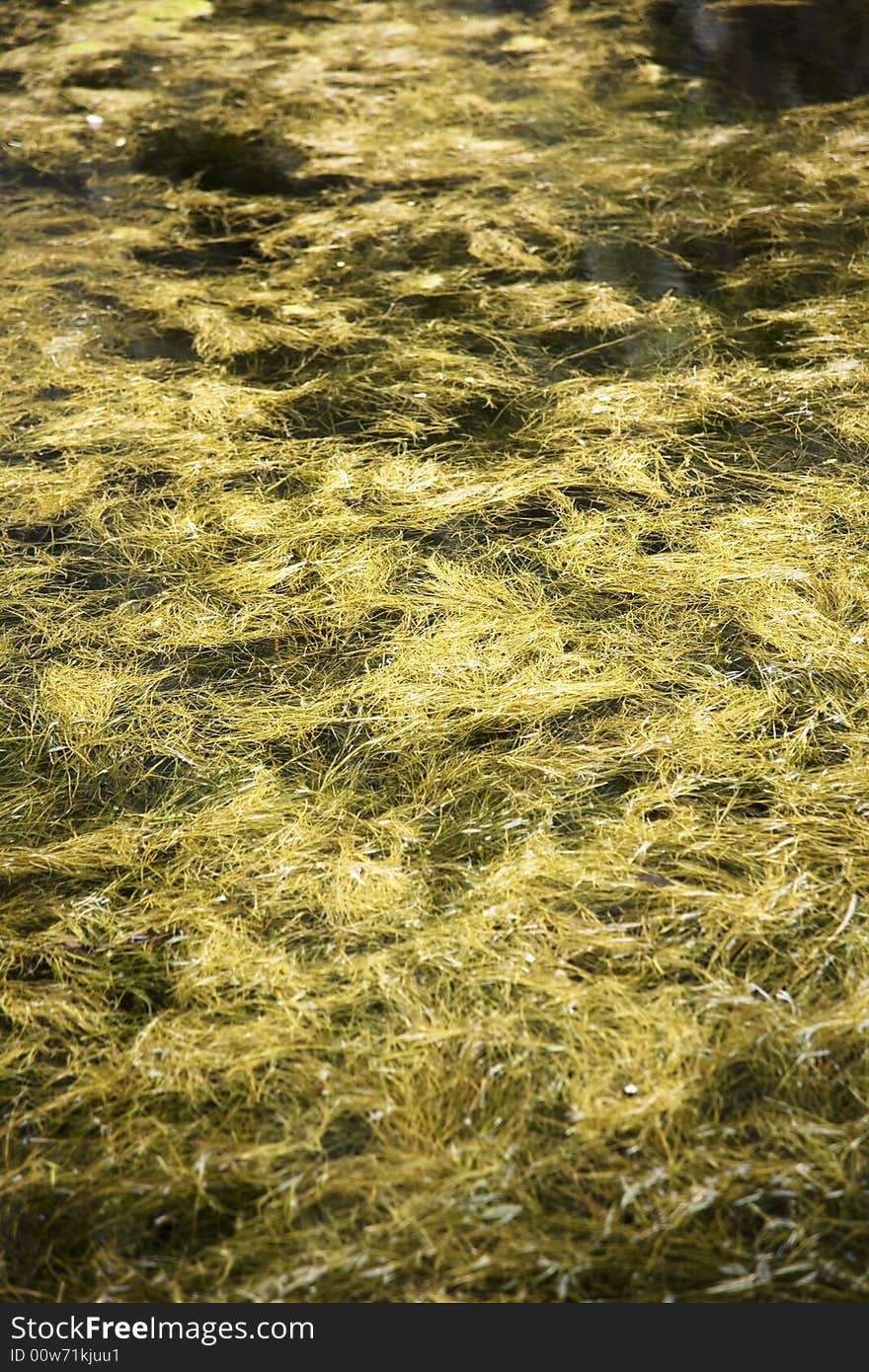 Yellow algas on a lake in saragossa aragon spain