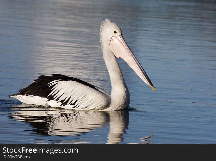 Australian Pelican floating gracefully on calm blue water