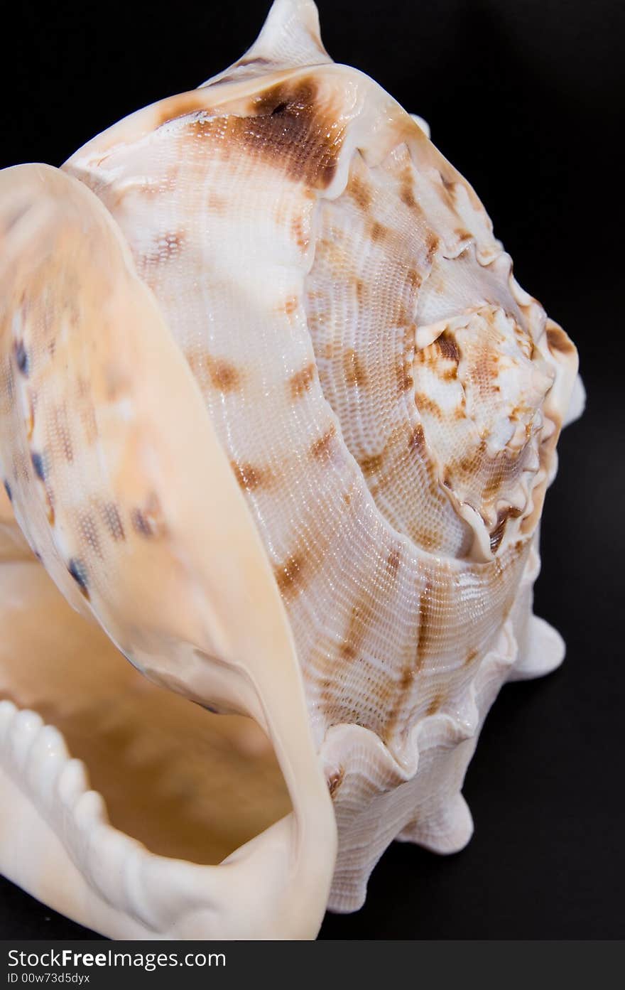 Close-up sea shell on black background. Close-up sea shell on black background.