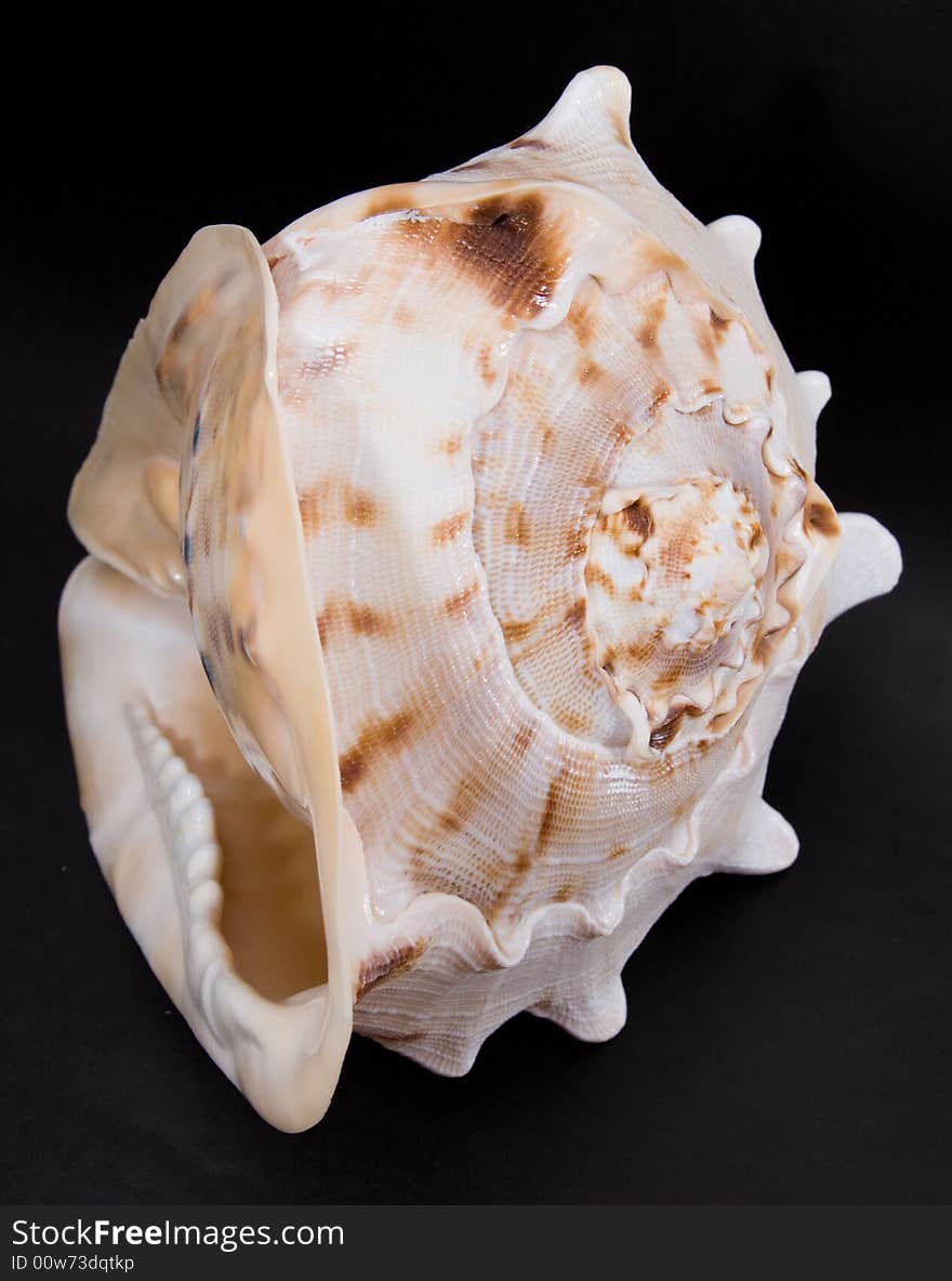 Sea Shell.