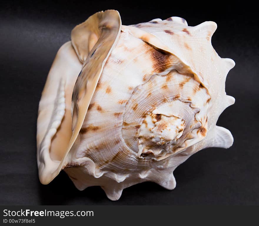 Close-up sea shell on black background. Close-up sea shell on black background.