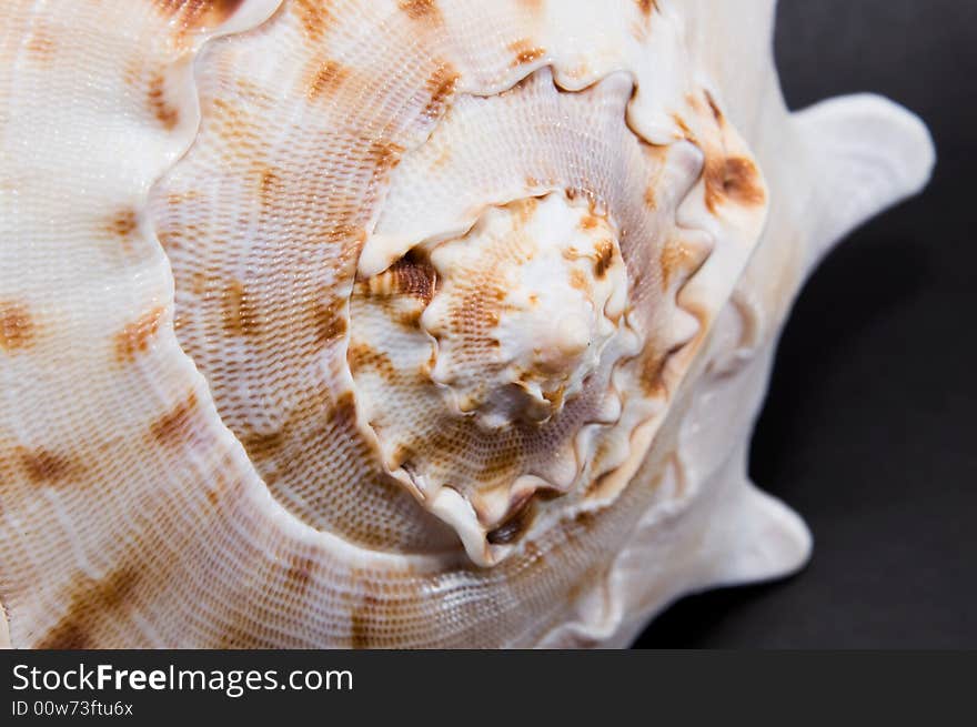 Close-up sea shell on black background. Close-up sea shell on black background.