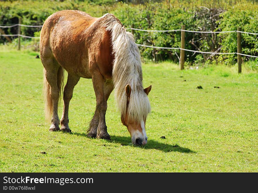 Grazing Horse