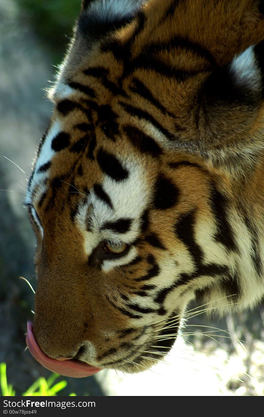 Tiger licking his nose and looking at prey