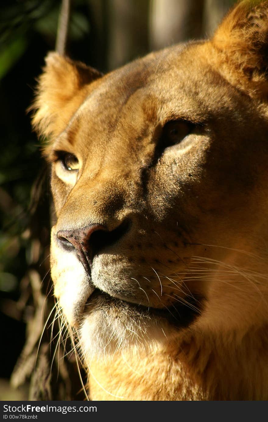 Close-up of lioness staring in the distance