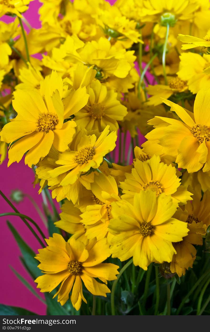 Bunch of yellow flowers on the lilac background