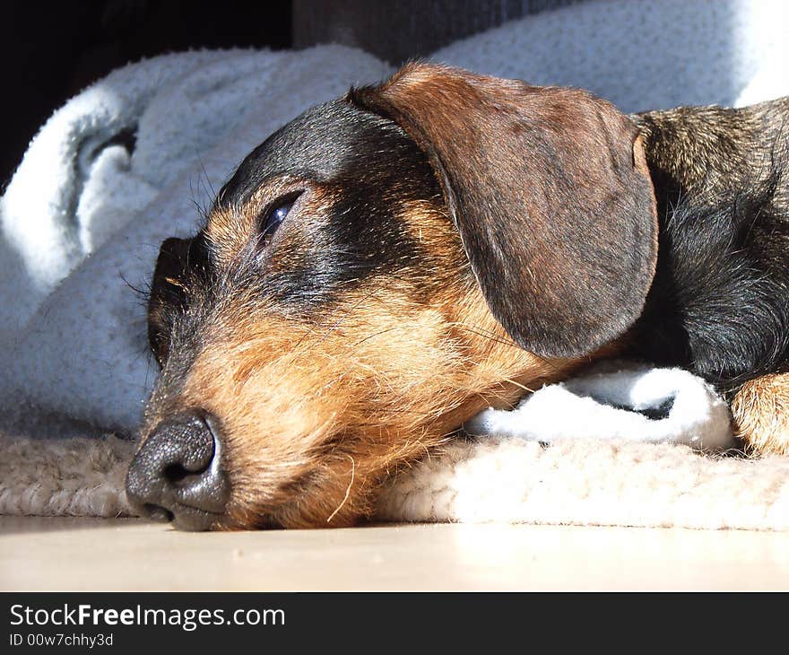 Tired dachshund laying in the sun. Tired dachshund laying in the sun