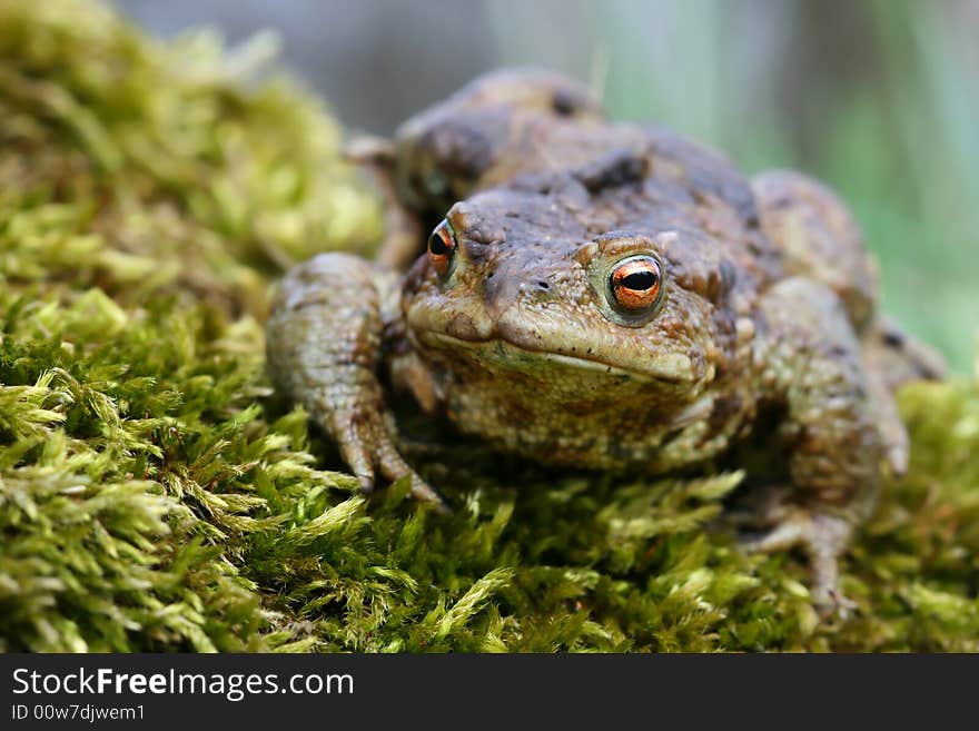 Toad In Moss