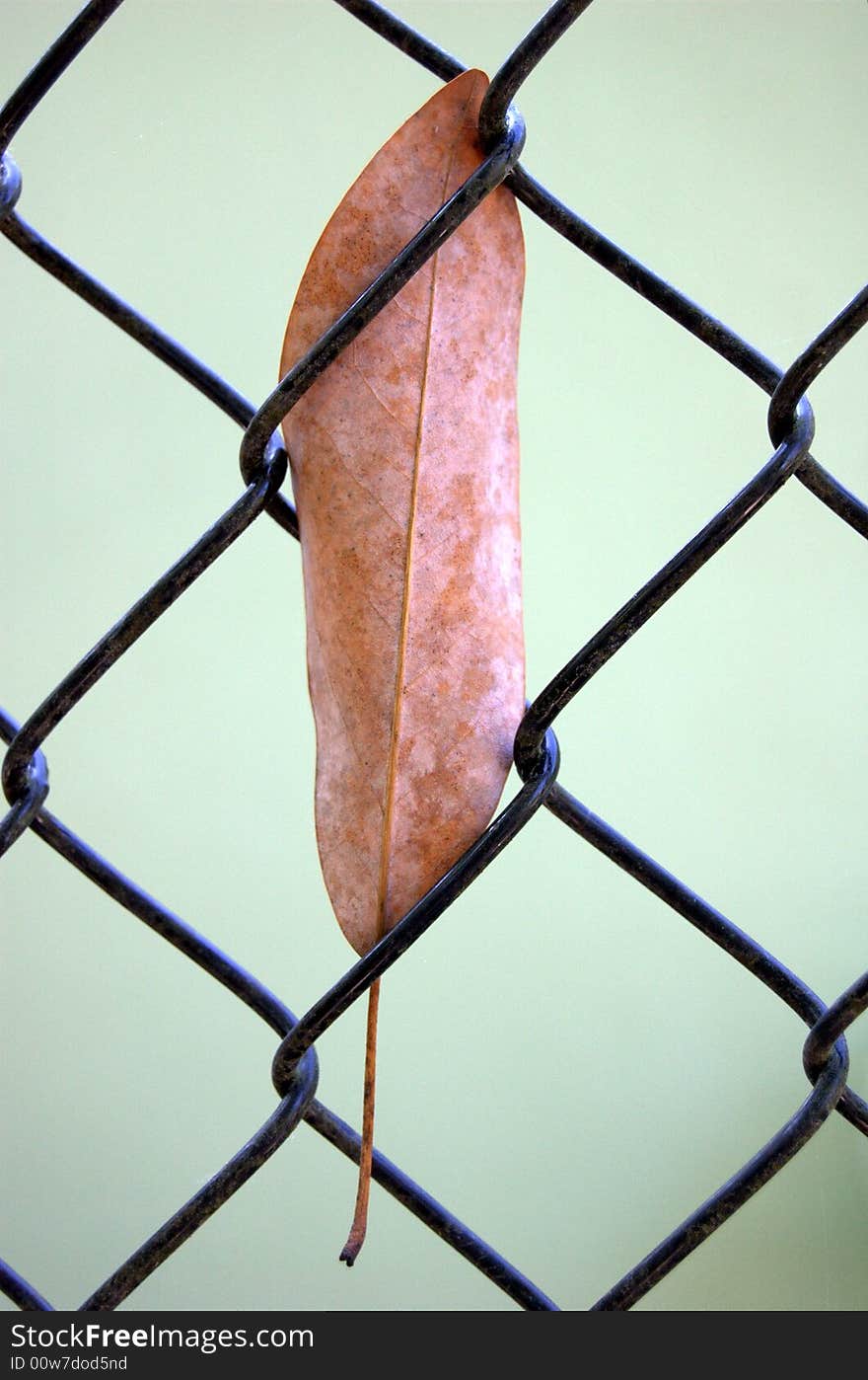 Leaf stuck in a chain link fence. Leaf stuck in a chain link fence