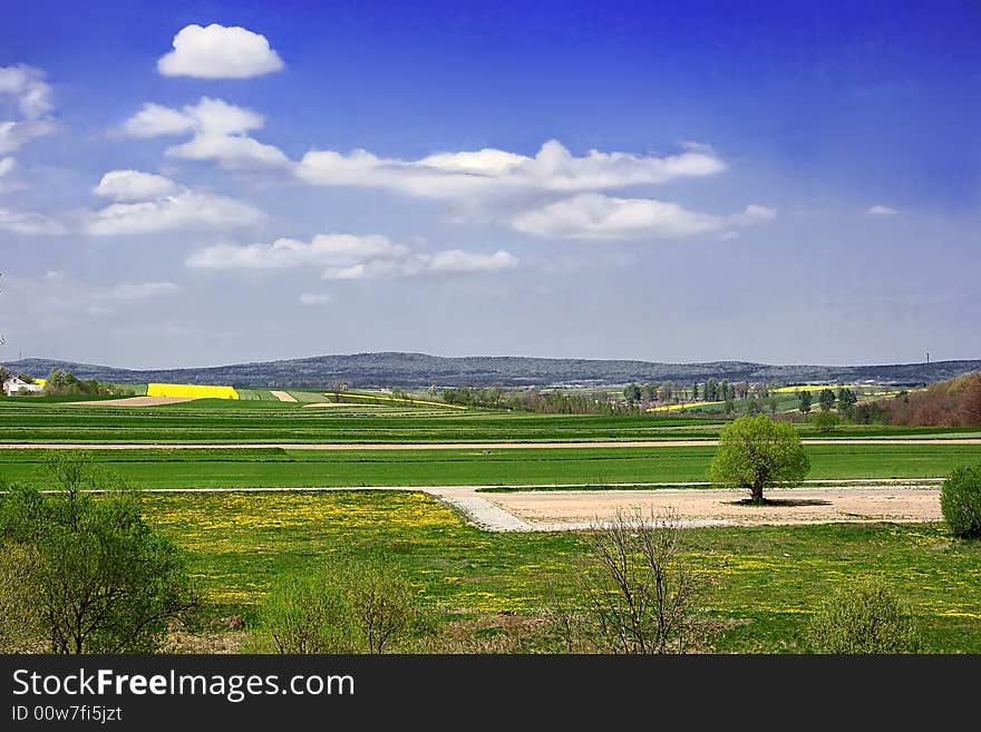 View with tree and sky and yellow flowers. View with tree and sky and yellow flowers.