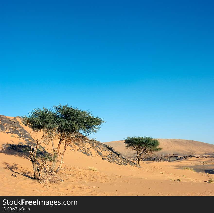 Two Acacias in the Desert in Morocco