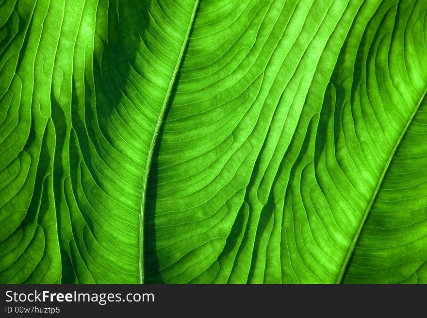 Piece of tropical leaf with marked pattern