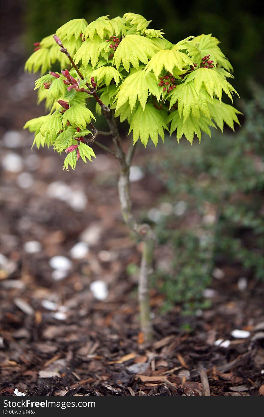 Freshly green tree