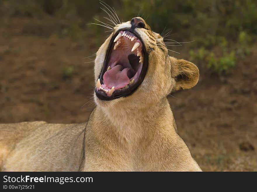 A young Lioness yawns aftera tiring night hunting with the pride. A young Lioness yawns aftera tiring night hunting with the pride