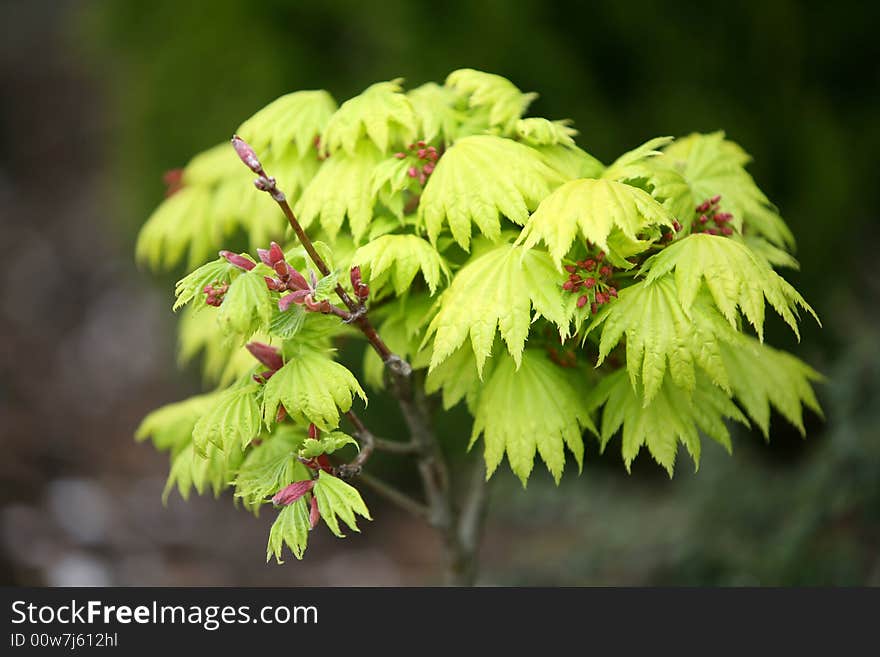 Freshly Green Tree